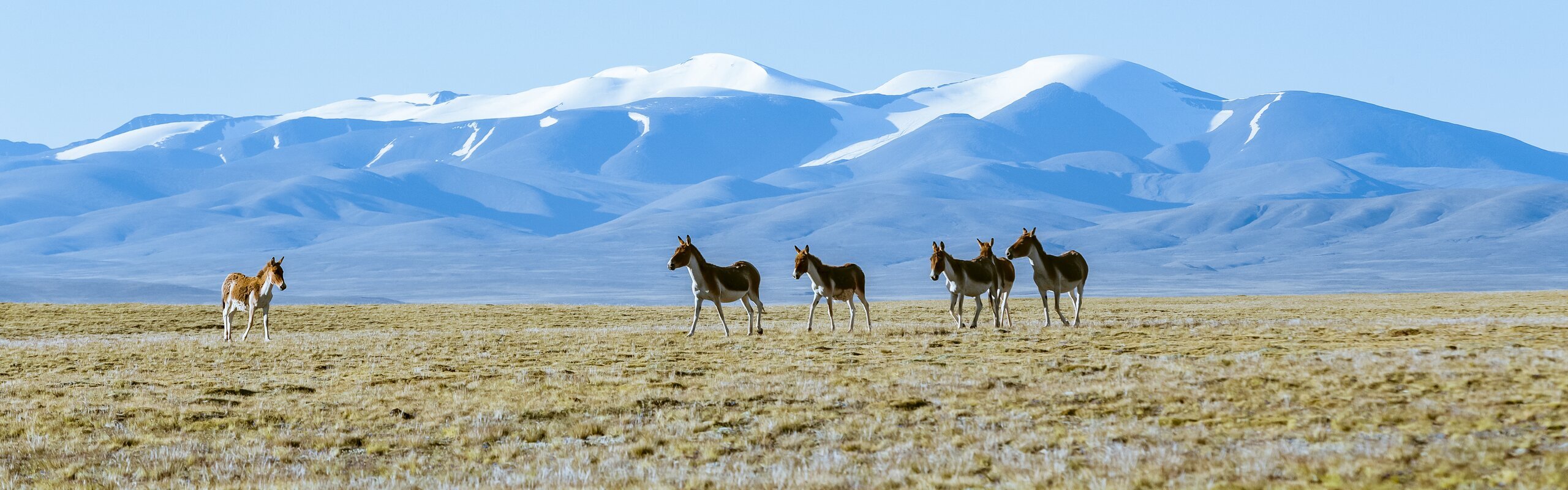 The Tibetan Plateau